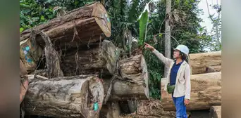 SERFOR destina S/41 millones para fortalecer las plantaciones forestales