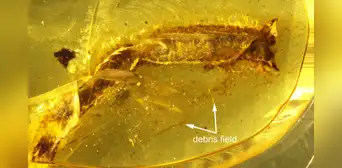 Un lagarto de la época de los dinosaurios perdió su cola hace 99 millones de años y el ámbar conservó la evidencia Un lagarto de la época de los dinosaurios perdió su cola hace 99 millones de años y el ámbar conservó la evidencia