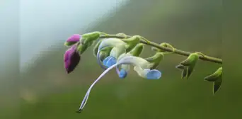 Científicos descubren una nueva especie de flor albiceleste en los andes peruanos y la nombraron en honor a Lionel Messi Científicos descubren una nueva especie de flor albiceleste en los andes peruanos y la nombraron en honor a Lionel Messi