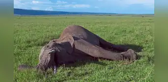 Cuando muere un elefante, su cadáver transforma la naturaleza de manera sorprendente, incluso después de varios años