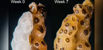 Científicos demuestran que un breve contacto físico entre corales sanos y blanqueados puede ayudarles a restaurar el color