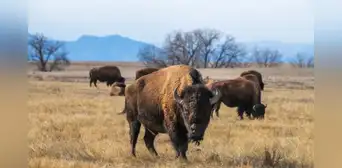 En 1993 se liberaron 300 bisontes en una pradera de Oklahoma y ahora deambulan más de 2.000 ayudando a proteger todo un ecosistema En 1993 se liberaron 300 bisontes en una pradera de Oklahoma y ahora deambulan más de 2.000 ayudando a proteger todo un ecosistema