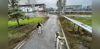 En 1986, la explosión del reactor de Chernóbil obligó a que los perros fueran abandonados por sus dueños; décadas después, estos formaron grupos genéticos distintos En 1986, la explosión del reactor de Chernóbil obligó a que los perros fueran abandonados por sus dueños; décadas después, estos formaron grupos genéticos distintos