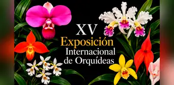 Lima será sede del evento de orquídeas más grande del país por los 40 años de la Sociedad Peruana de Orquídeas