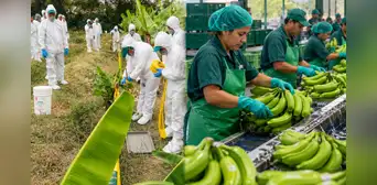 Exportaciones de banano peruano crecen 24,6%, pero Fusarium afecta más de 1.000 hectáreas en Piura