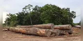 Expoamazónica Ucayali 2026: Proponen uso de madera 100% amazónica para albergar a familias afectadas por El Niño Expoamazónica Ucayali 2026: Proponen uso de madera 100% amazónica para albergar a familias afectadas por El Niño