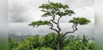 El proverbio chino que cuestiona la perfección: "Un árbol torcido vive su propia vida, pero un árbol recto se convierte en madera"