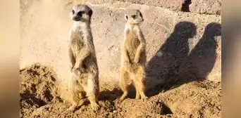 Buscan voluntarios para vivir en Sudáfrica y estudiar animales salvajes: ofrecen alojamiento, comida y formación científica
