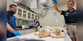 Una perra salvó a una tortuga marina en peligro de extinción que estaba casi congelada en Gales y, tres años después, viajó 8.000 kilómetros