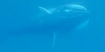 Científicos graban el sonido submarino de un misterioso gigante de 10 metros de largo del cual se sabe poco