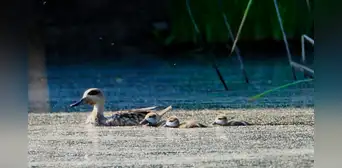 En 2025, España registró 172 hembras de un ave en peligro de extinción y 1.427 polluelos tras un proyecto que restauró 3.600 hectáreas de humedales