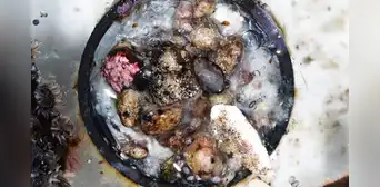 Encuentran un ecosistema marino con 307 criaturas que viajaron en una tapa de botella desde Filipinas hasta la costa de Japón