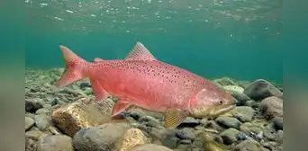Chile introdujo este pez gigante en los años 70 para crear una industria y, medio siglo después, invade los ríos de la Patagonia argentina Chile introdujo este pez gigante en los años 70 para crear una industria y, medio siglo después, invade los ríos de la Patagonia argentina