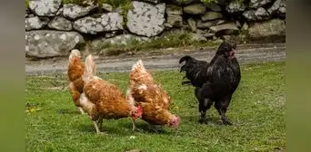 Tiene 62 años, cría 115 gallinas resistentes al frío extremo en la ciudad más austral del mundo y produce huevos azules para restaurantes de alta cocina