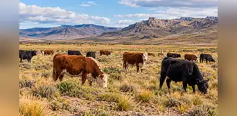Una estancia de la Patagonia cambió el pastoreo y dejó las ovejas para criar solo vacas: el suelo ganó un 46% de materia orgánica