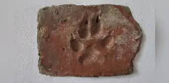 Descubren huellas de patas de perro de hace 4.000 años en el ladrillo de adobe en una casa incendiada de la Edad del Bronce Descubren huellas de patas de perro de hace 4.000 años en el ladrillo de adobe en una casa incendiada de la Edad del Bronce
