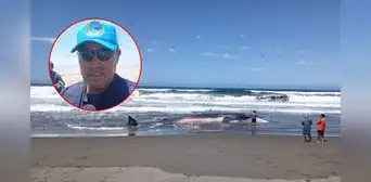 Ballena bebé es hallada varada en playa de Arequipa: especialista advierte que ya no puede salvarse Ballena bebé es hallada varada en playa de Arequipa: especialista advierte que ya no puede salvarse