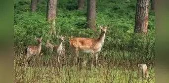 Este país de América Latina importó ciervos desde España para fomentar la caza: más de un siglo después, generan preocupación por su impacto ambiental