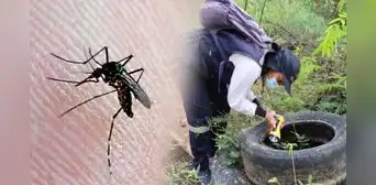 Alerta epidemiológica en Tumbes: confirman 2.394 contagios de dengue impulsados por lluvias de El Niño
