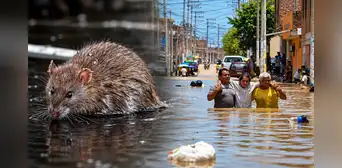 Leptospirosis alcanza récord de 50 muertos y casi 14.000 casos en Perú: Lima en alerta por alta letalidad Leptospirosis alcanza récord de 50 muertos y casi 14.000 casos en Perú: Lima en alerta por alta letalidad