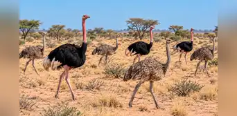 Liberan ocho avestruces en una reserva de África tras más de 70 años de ausencia: su regreso tiene un propósito clave para el ecosistema