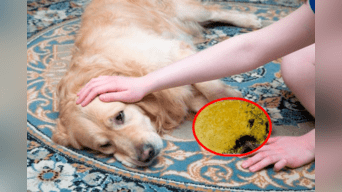 Si tu perro vomita amarillo, esto es lo qué debes saber y cómo resolverlo | Foto: Composición Lol - Experto Animal
