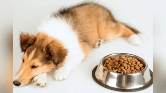 ¿Qué hago si mi perro no come? | Foto: Toel