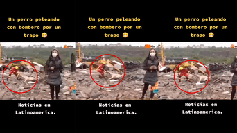 Los usuarios no dudaron en comentar acerca de la batalla entre el bombero y el perrito. Foto: composición LR/TikTok/@josemedinauio