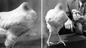 Mike, el pollo, vivió por un año y medio sin cabeza y fue la sensación en los años 40. Foto: composición LOL/BBC