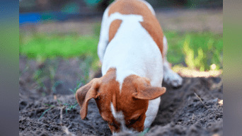 Aprende por qué tu perro rasca el suelo y cómo reducir su conducta | Foto: Woodstock
