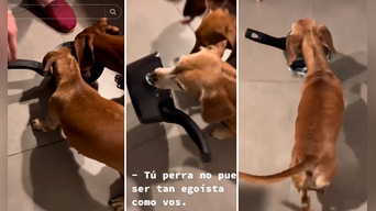 Perrita se lleva la comida en menos de un segundo ante el riesgo de que la dejen de hambre. Foto: composición LR/captura/TikTok