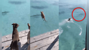 Perro se vuelve viral al saltar al agua y ahuyentar a tiburón. Fuente: Composición de Alvaro Lozano-LR/Instagram