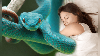 Soñar con serpientes puede tener connotaciones sexuales y de confianza. Foto: composición LOL/Humanidades