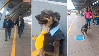 La curiosa vestimenta del perrito llama la atención de los pasajeros del Metropolitano. Foto: composición Lol/captura de TikTok/@Juan_Pablo.hh