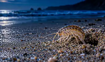 Lo que ocurre bajo la arena cada noche: las pulgas de mar mueven hasta 50 kg de arena por metro de playa al día, según estudio