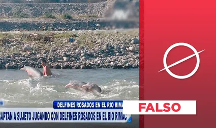 Es falso que aparecieron delfines rosados en el río Rímac