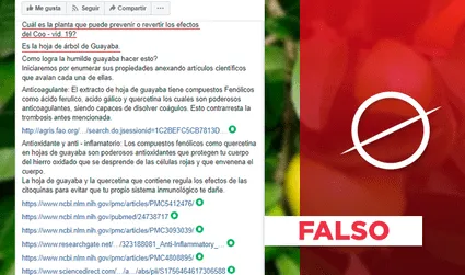 Es falso que la hoja de guayaba previene y revierte los síntomas de la COVID-19