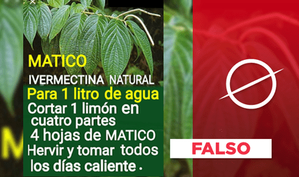 Es falso que el matico contiene “ivermectina natural”