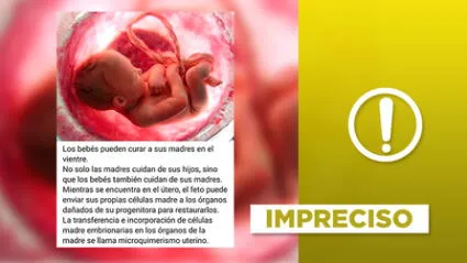 Es impreciso que el microquimerismo fetal “cure los órganos” de las madres