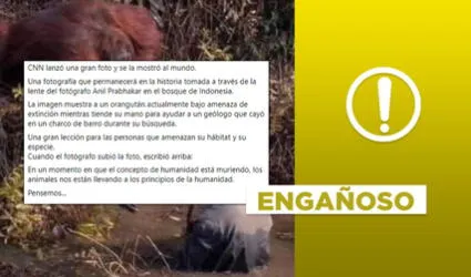 Es engañoso decir que foto muestra a orangután dando la mano a “geólogo que cayó en un charco de barro”