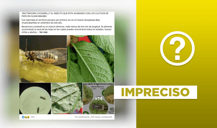 Está circulando un post sobre un insecto que “está acabando con los cultivos” en Huancabamba