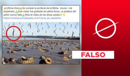 Es falso que imagen evidencie una “lluvia de serpientes”