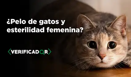 Es falso que el pelo de los gatos cause esterilidad en las mujeres
