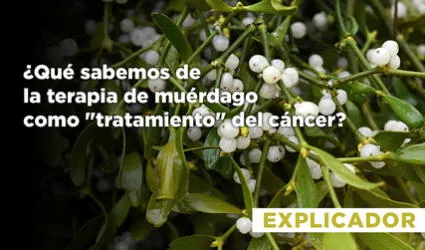 ¿Qué sabemos sobre la terapia de muérdago como 'tratamiento' para el cáncer?