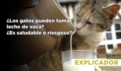 ¿Los gatos pueden tomar leche de vaca? ¿Es saludable o riesgoso?