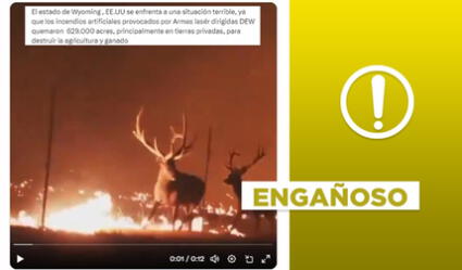 Estos alces no corren en reciente incendio forestal en Wyoming, EE. UU.