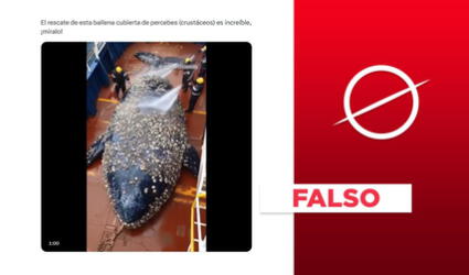 Video del rescate de una ballena gigante cubierta de crustáceos no es real