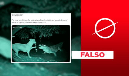 Este perro no se enfrentó a un caimán con un rosario: se trata de un montaje