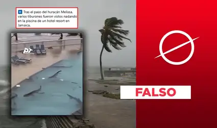 Tiburones no nadaron en piscina en Jamaica durante el paso del huracán Melissa: video fue hecho con IA