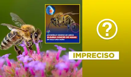 Estudios si afirman que el veneno de la abeja puede combatir el cáncer de mama, pero no al 100% y tampoco es reciente